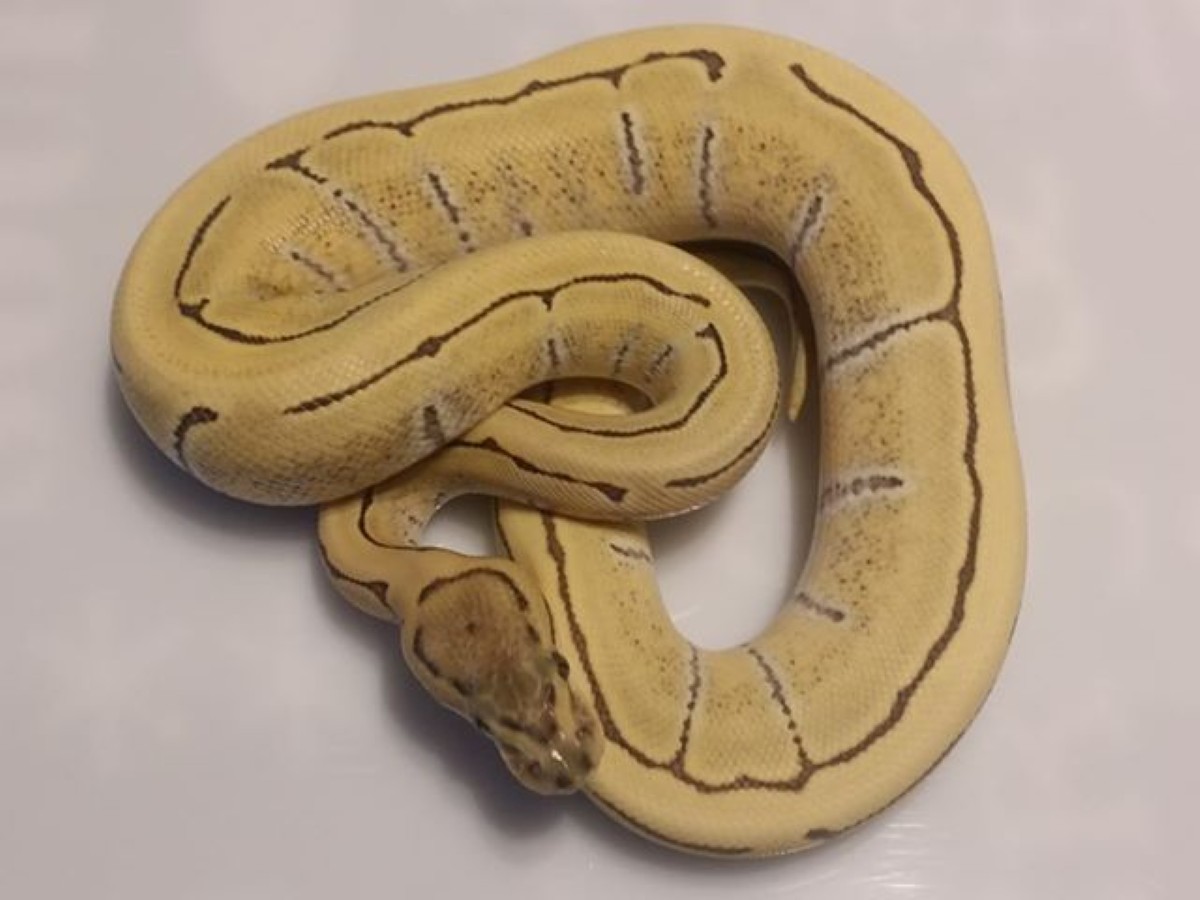 Desert Ghost Enchi Pinstripe