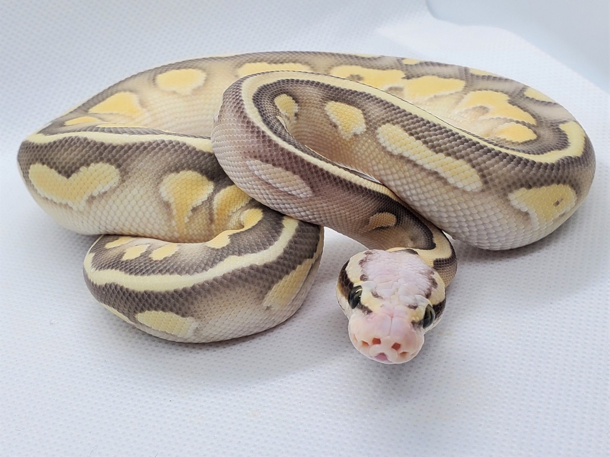 Desert Ghost Fire Lesser Orange Ghost Super Pastel