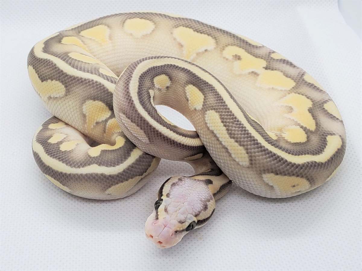 Desert Ghost Fire Lesser Orange Ghost Super Pastel