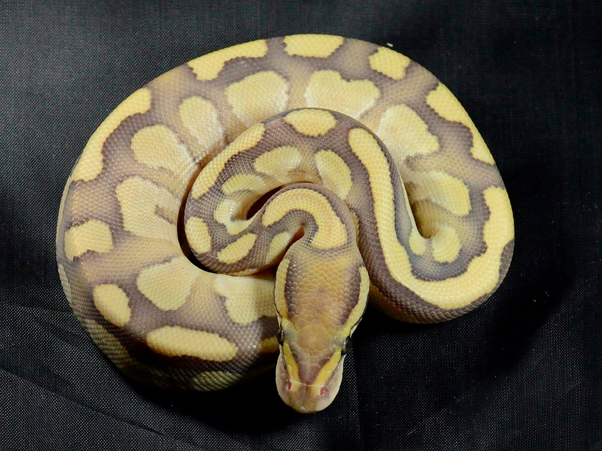 Desert Ghost Fire Lesser