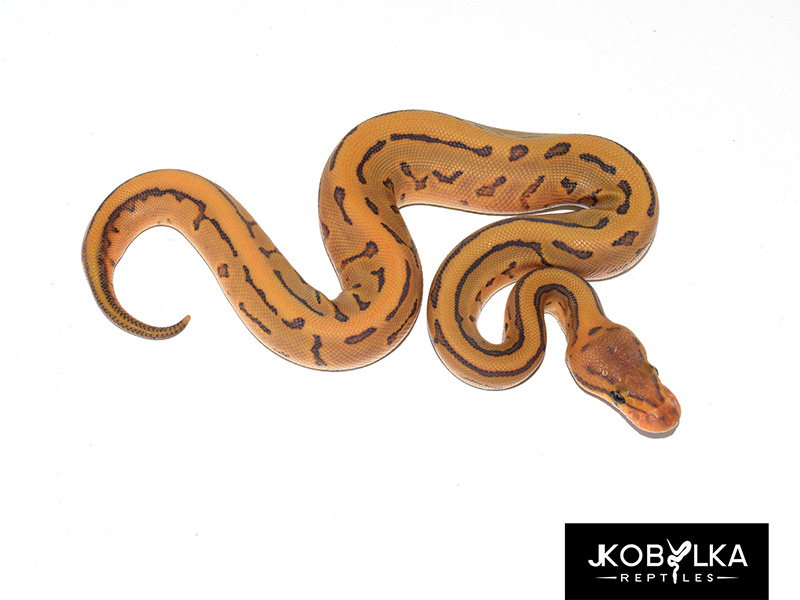 Desert Ghost Ghost Leopard Pinstripe