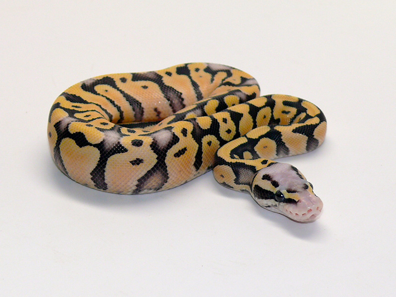 Desert Ghost Het Red Axanthic Super Pastel