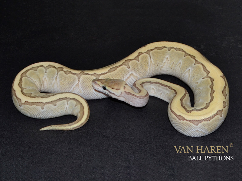 Desert Ghost Lesser Pinstripe