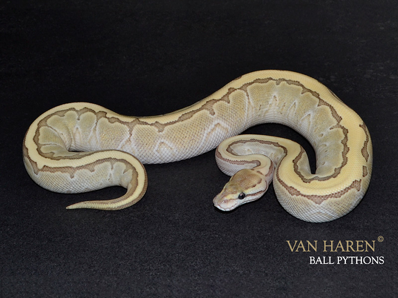 Desert Ghost Lesser Pinstripe