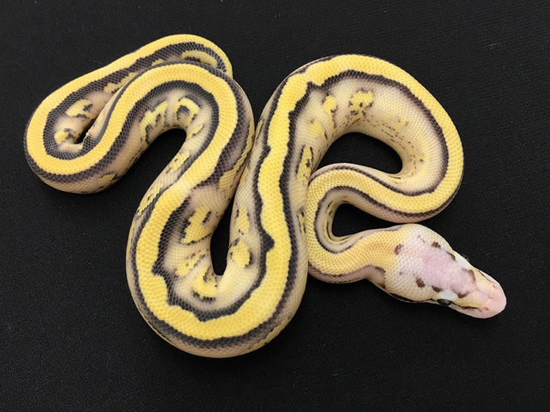 Desert Ghost Pastel Specter Yellow Belly