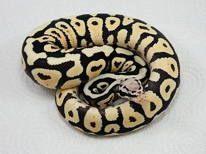 Desert Ghost Pastel Spotnose