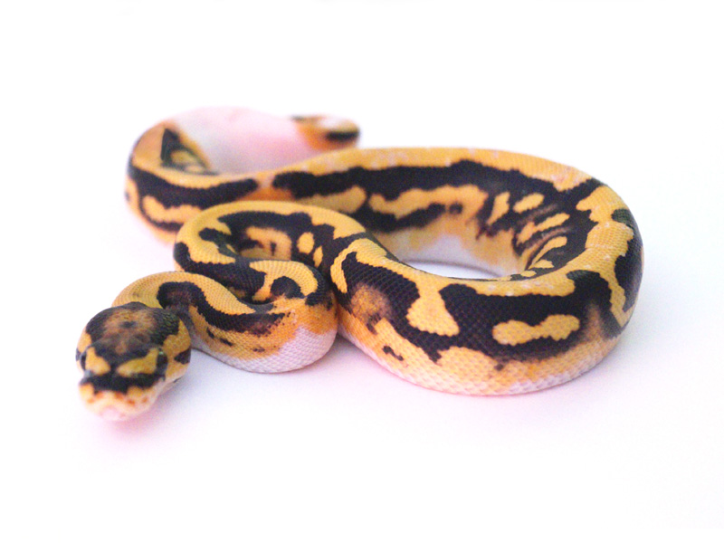 Desert Ghost Pied