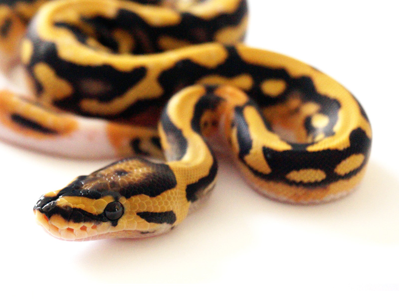 Desert Ghost Pied