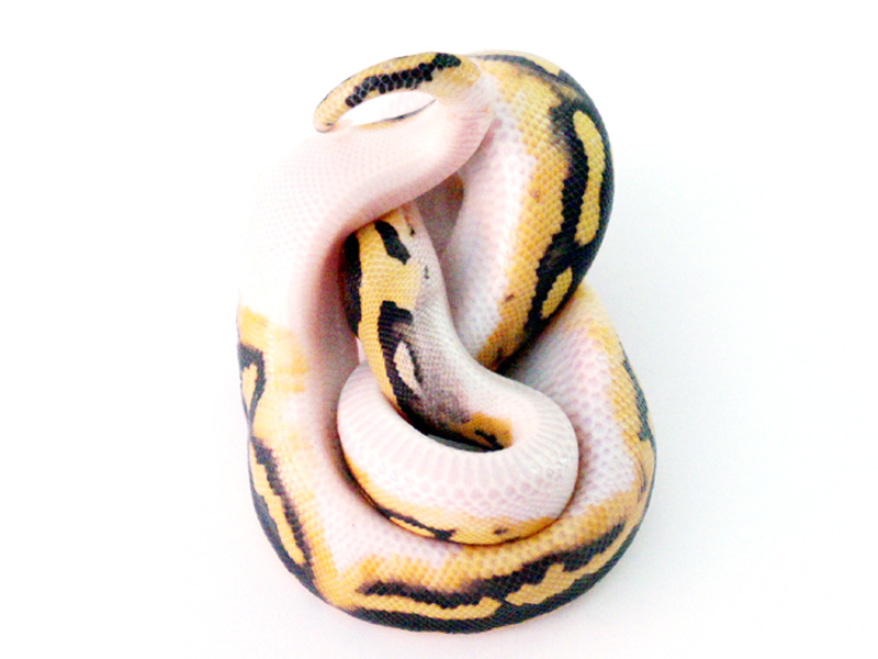 Desert Ghost Pied