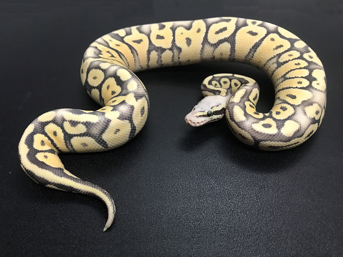 Desert Ghost Super Pastel Vanilla