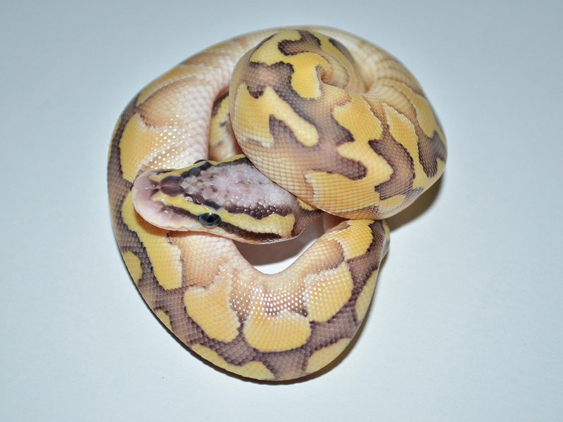 Desert Lesser Pastel