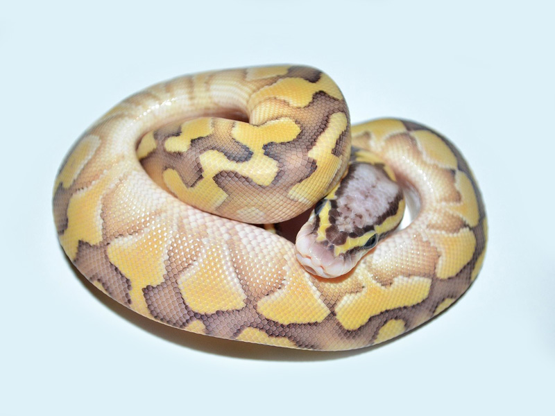 Desert Lesser Pastel