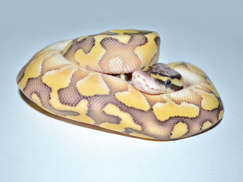 Desert Lesser Pastel