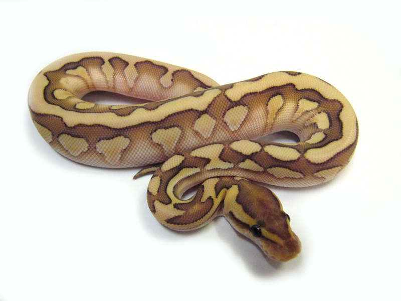 Desert Lesser Woma