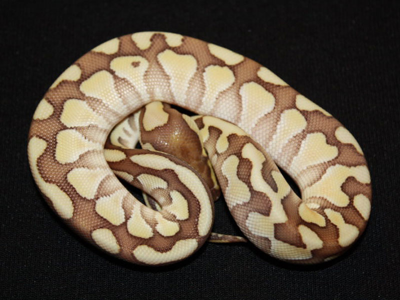 Desert Lesser