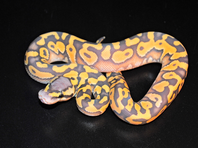 Desert Orange Ghost Pastel