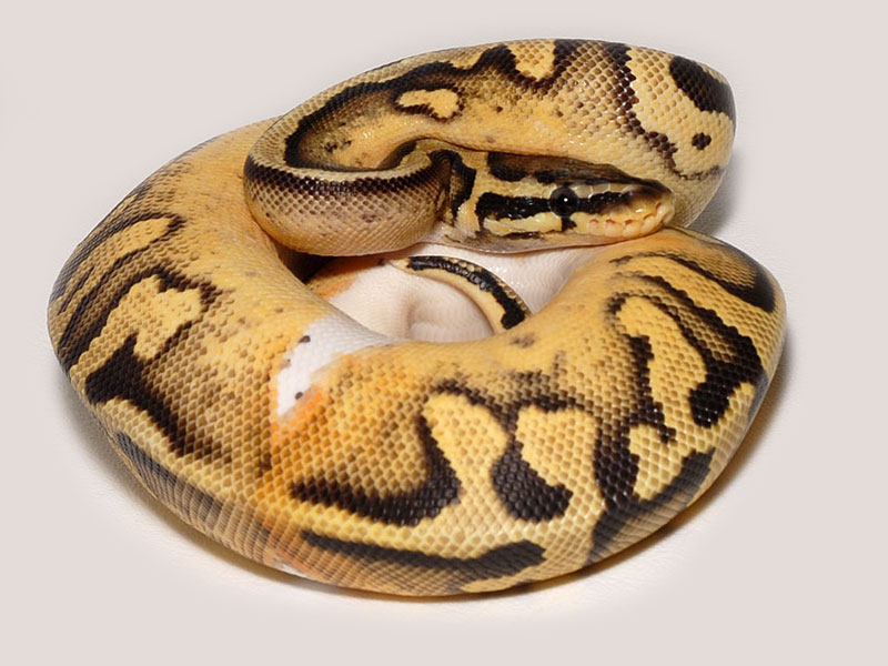 Desert Pied