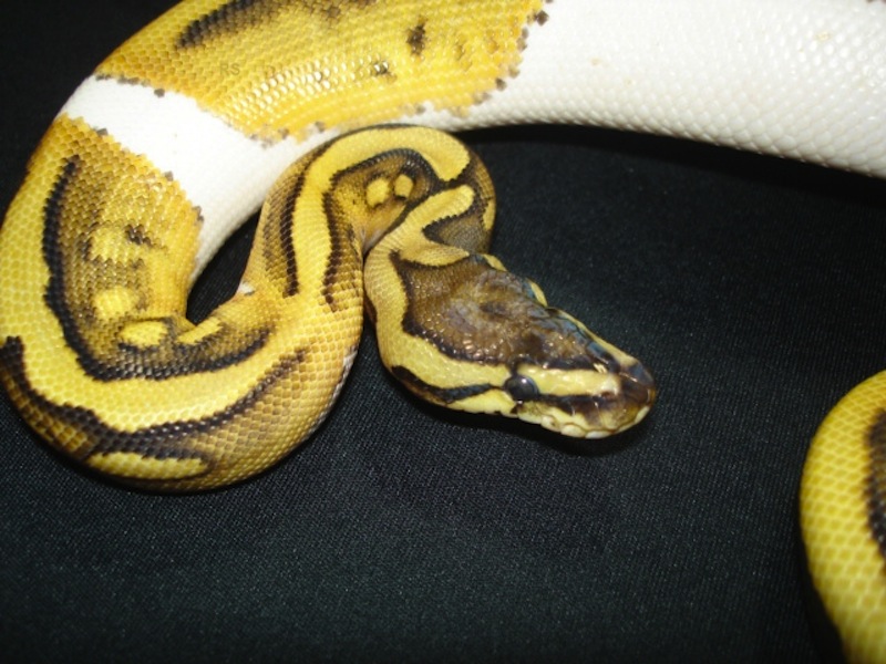 Desert Pied