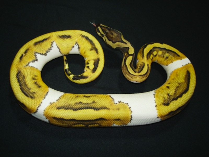 Desert Pied