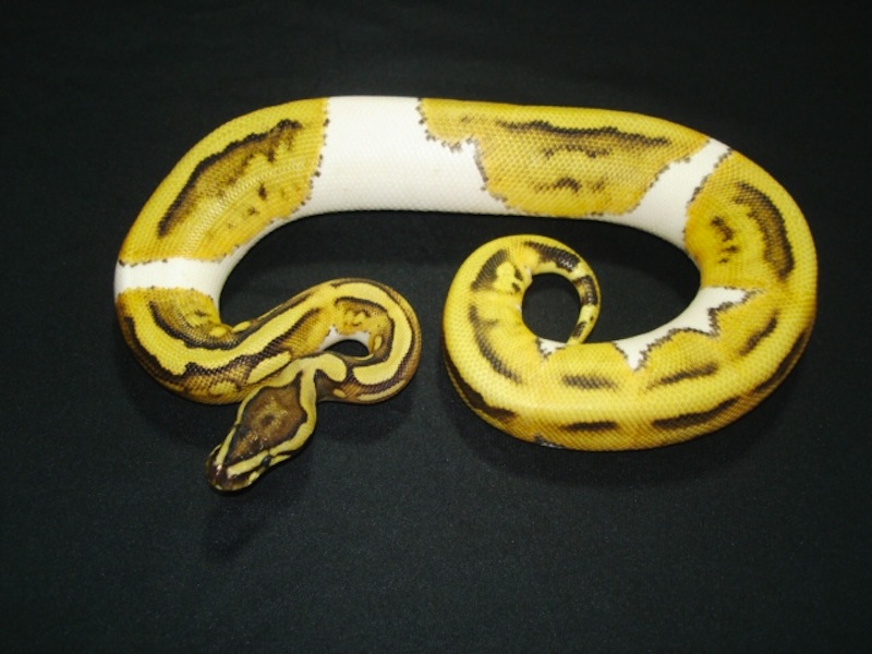 Desert Pied