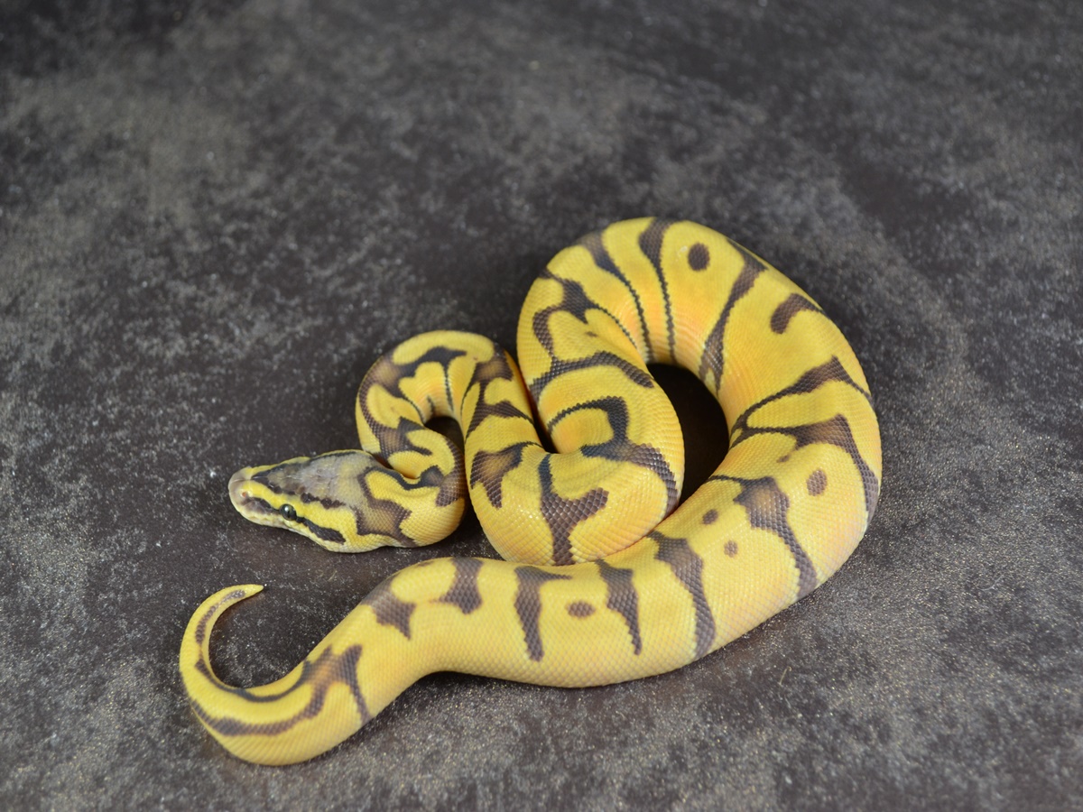 Disco Enchi Ghost Orange Dream Pastel