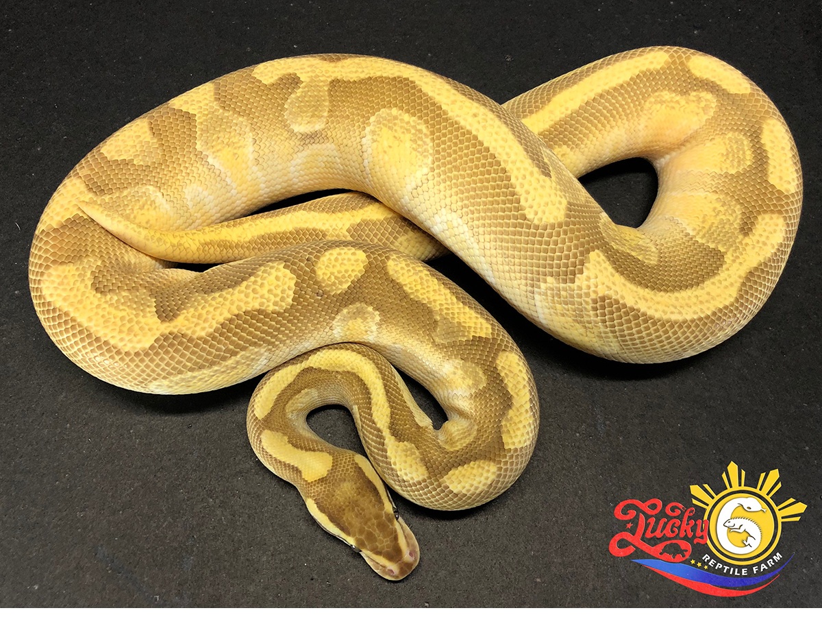 Disco Enchi Lesser