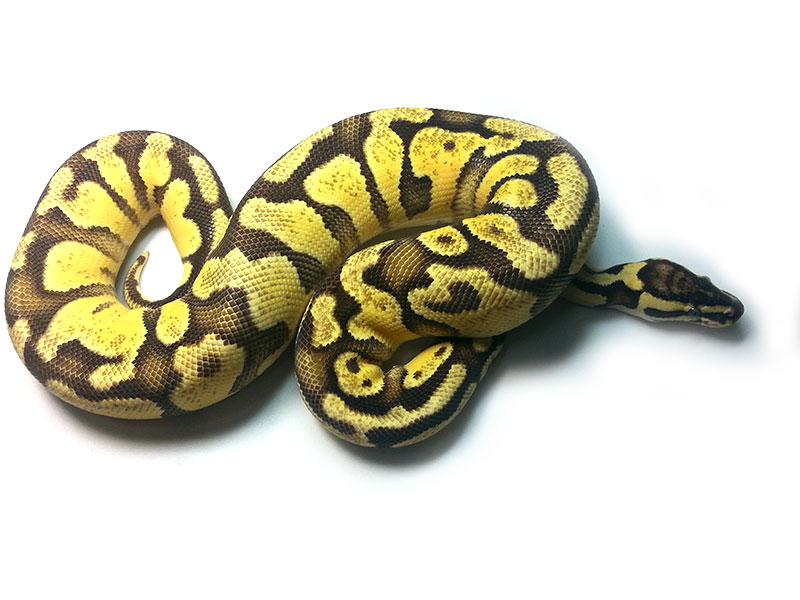 Disco Enchi Pastel