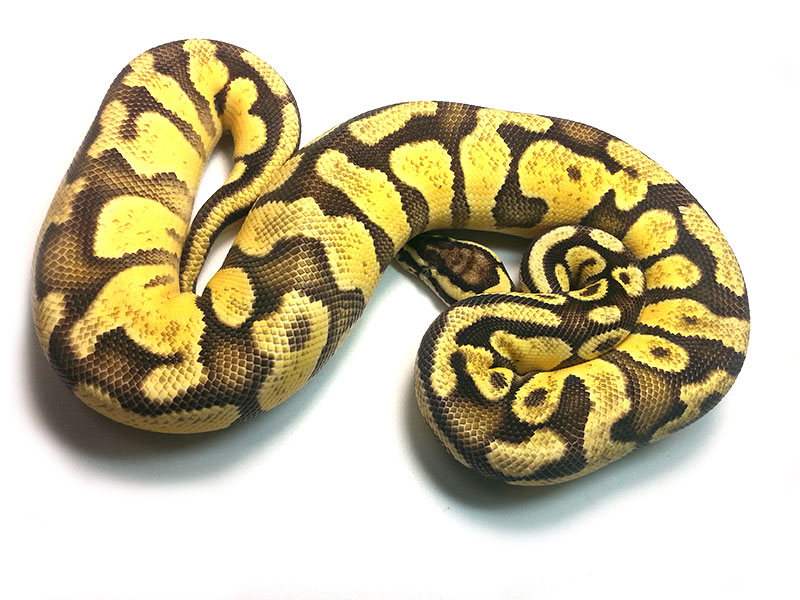 Disco Enchi Pastel