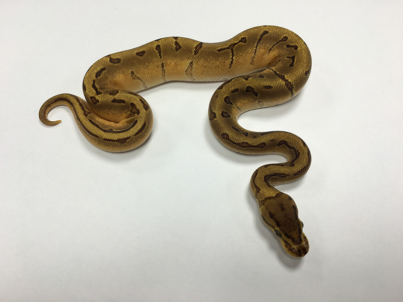 Disco Enchi Pinstripe