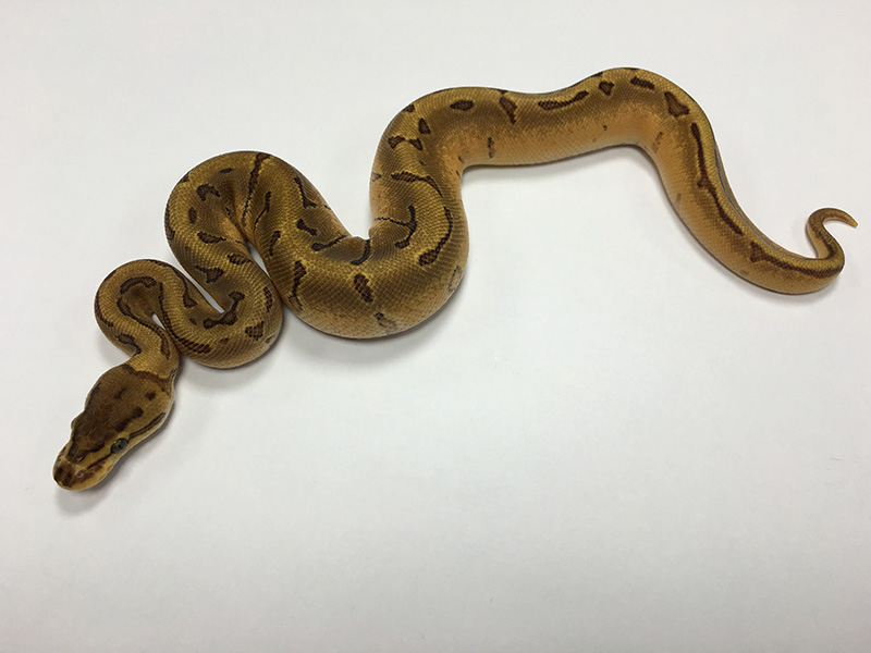 Disco Enchi Pinstripe