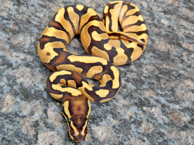 Disco Enchi Yellow Belly