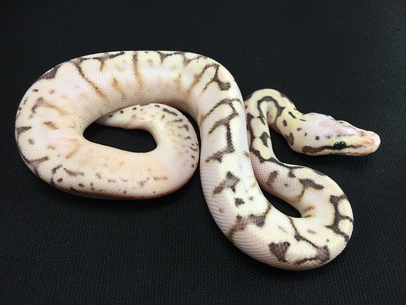 Disco Killer Bee Calico