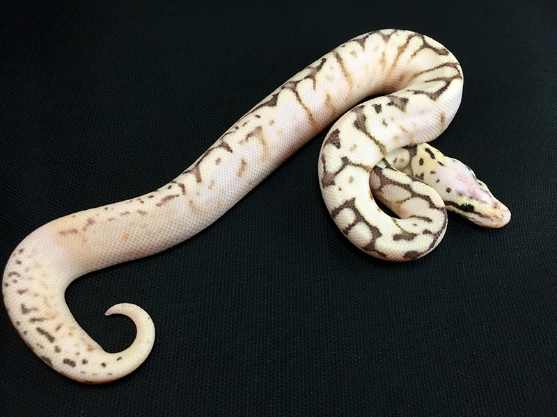 Disco Killer Bee Calico