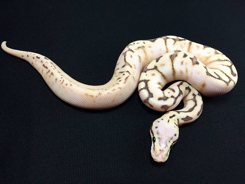 Disco Killer Bee Calico