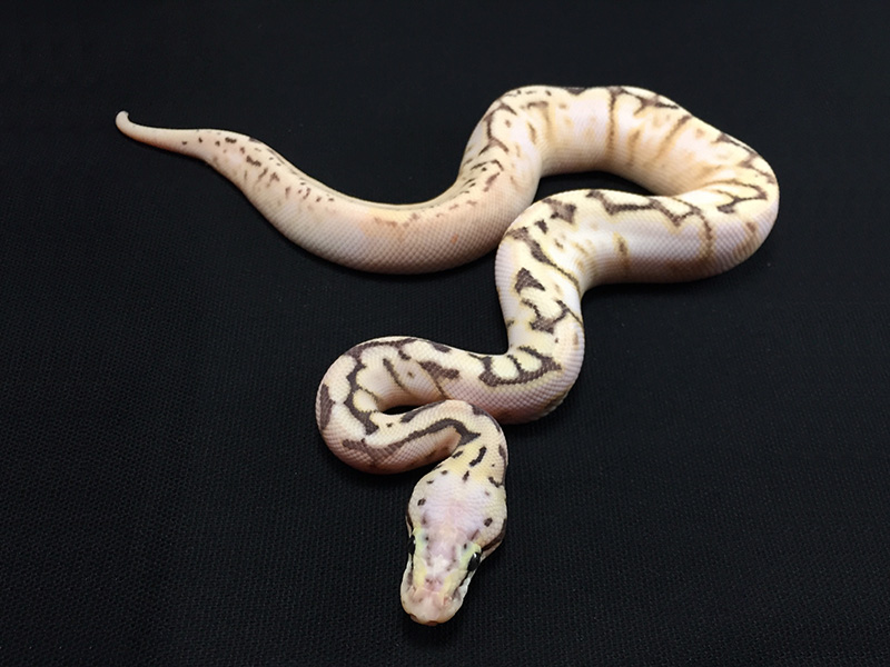 Disco Killer Bee Calico