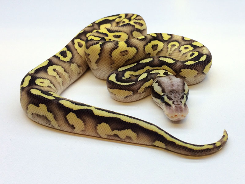 Disco Lesser Pastel Yellow Belly