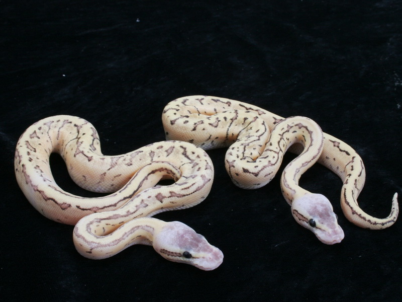 Fire Pastel Pinstripe