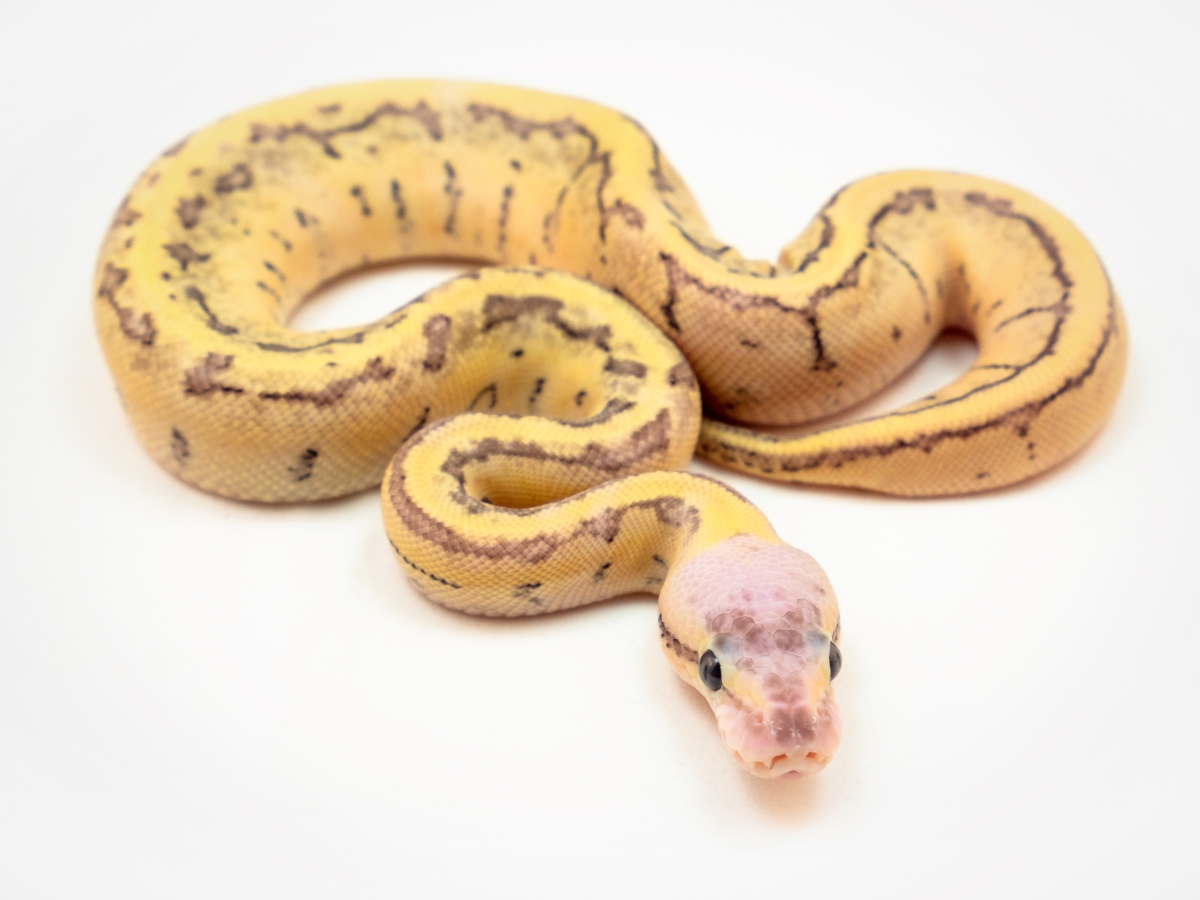 Fire Pastel Pinstripe