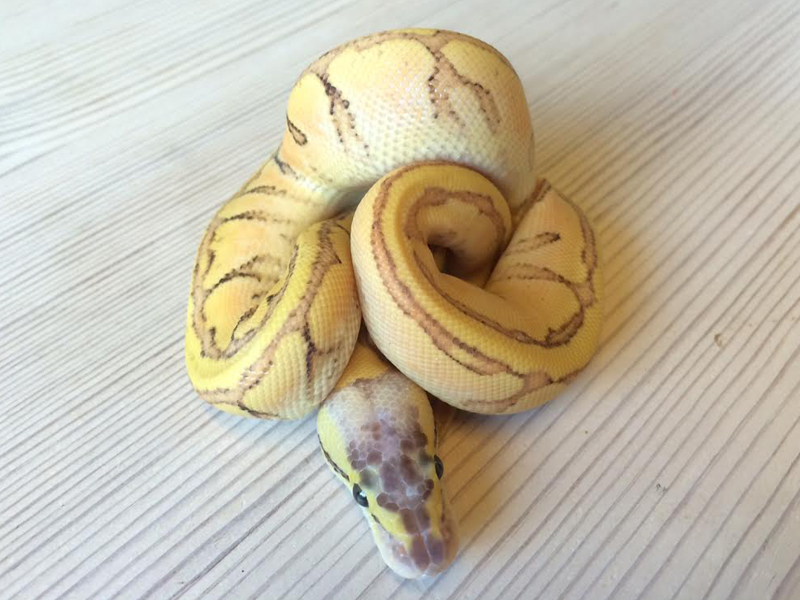 Enchi Blast Yellow Belly Dot