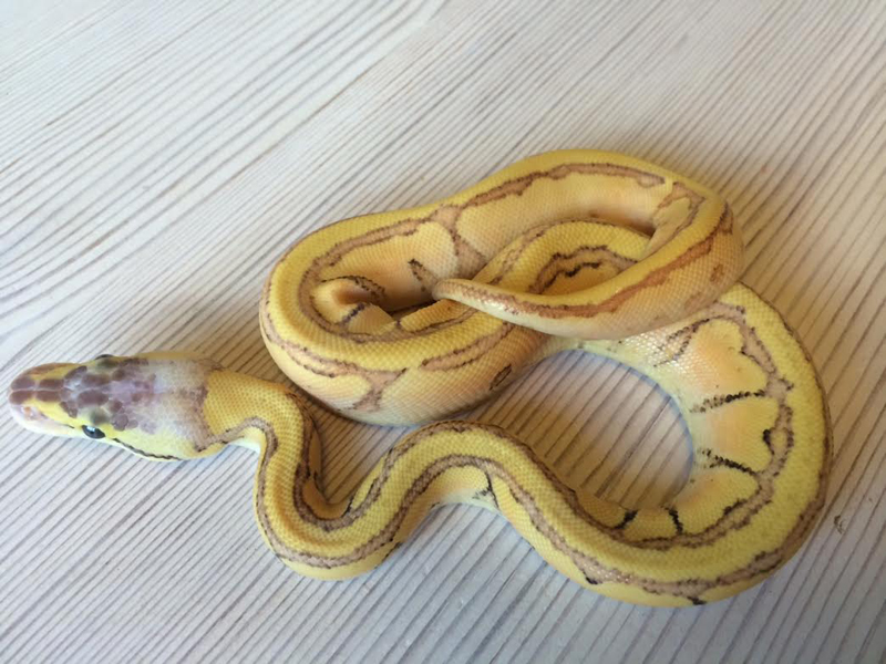 Enchi Blast Yellow Belly Dot