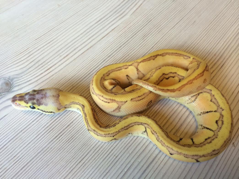 Enchi Blast Yellow Belly Dot