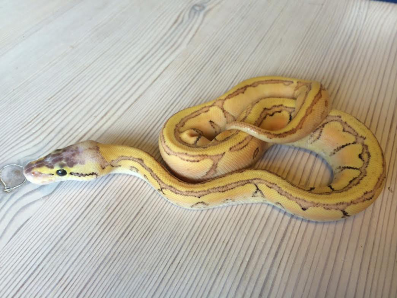 Enchi Blast Yellow Belly Dot