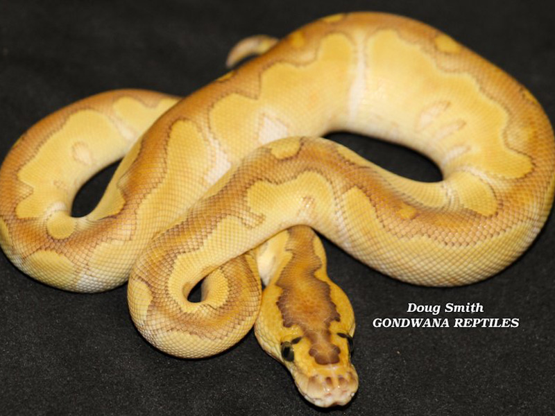 Enchi Butter Clown