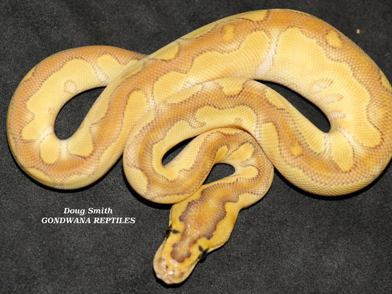 Enchi Butter Clown