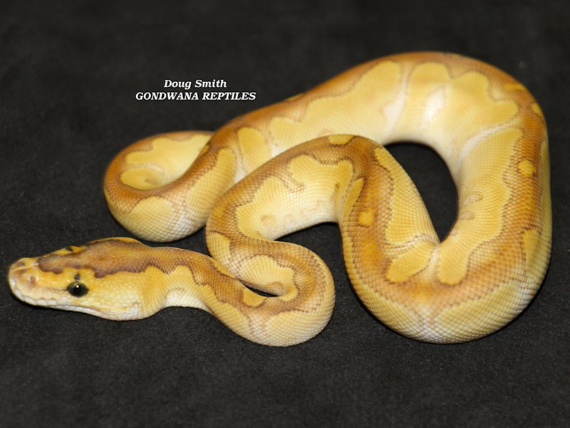 Enchi Butter Clown