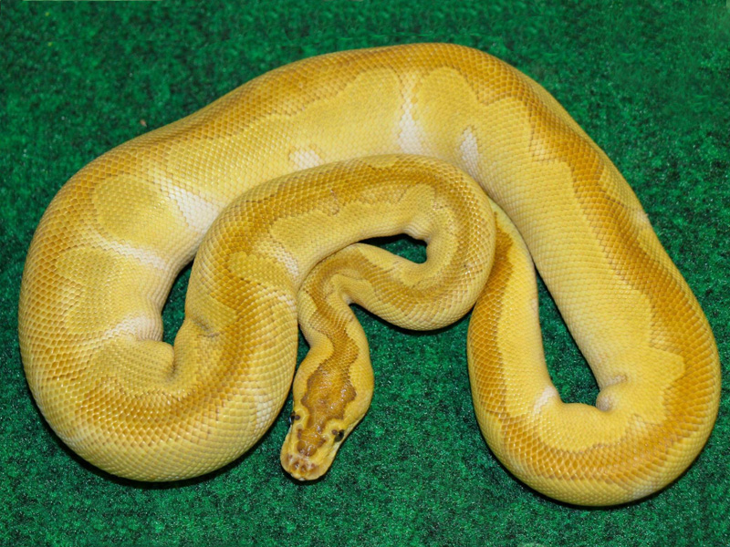 Enchi Butter Clown