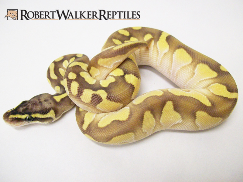 Enchi Calico Lesser Pastel