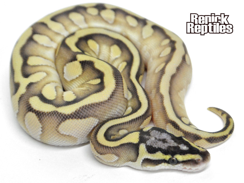 Enchi Calico Lesser Pastel