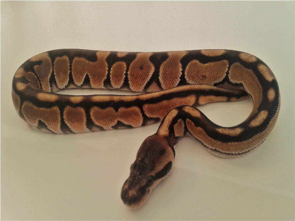 Enchi Cinnamon Fire