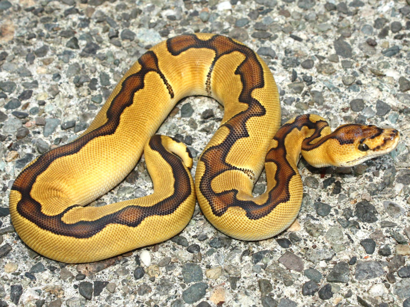 Enchi Clown